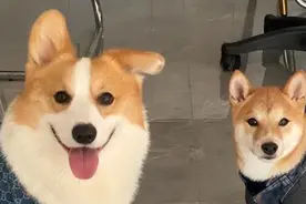 养狗久了才明白，狗狗的偏爱藏不住，熟与不熟的差距一眼就看穿图片