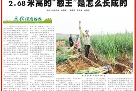 今日报纸头条｜2.68米高的“葱王”是怎么长成的图片