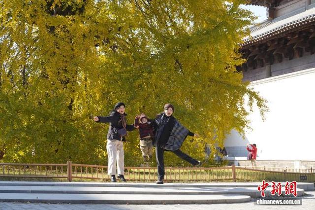 浙江桐乡：千年银杏换上“金装” 吸引游客打卡