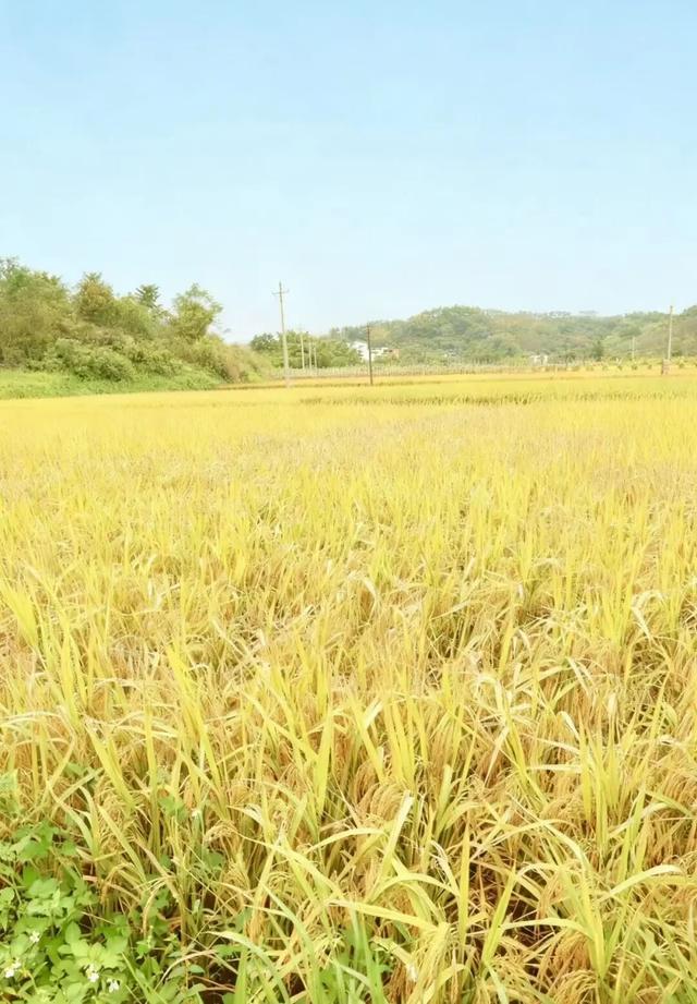 随手拍出电影感！良庆这片金色稻田，美到犯规！