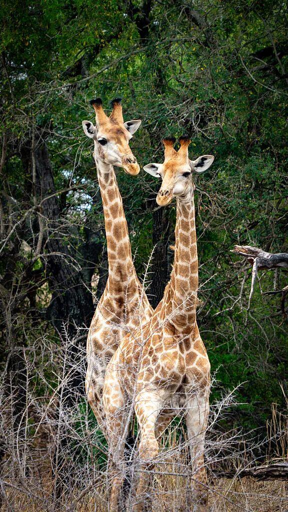 南非暖冬・野奢大年｜与天乐同行，在非洲暖阳里解锁新春新境