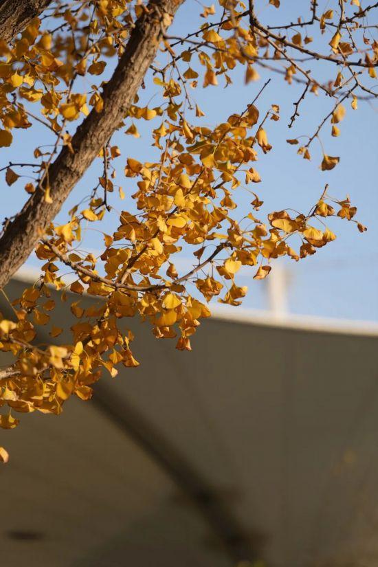 这场秋日浪漫别错过 申城落叶道体验进入倒计时