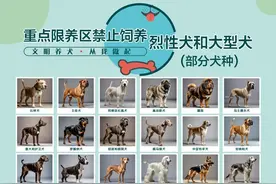 “中华田园犬禁养”冲上热搜，西安警方：如无禁养犬血统，中华田园犬可办狗证图片