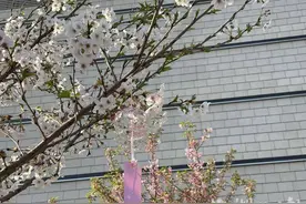 武商梦时代打造城市樱花盛宴图片
