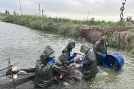 十二团4连：水美鱼肥捕捞忙 人欢鱼跃好“丰”景图片