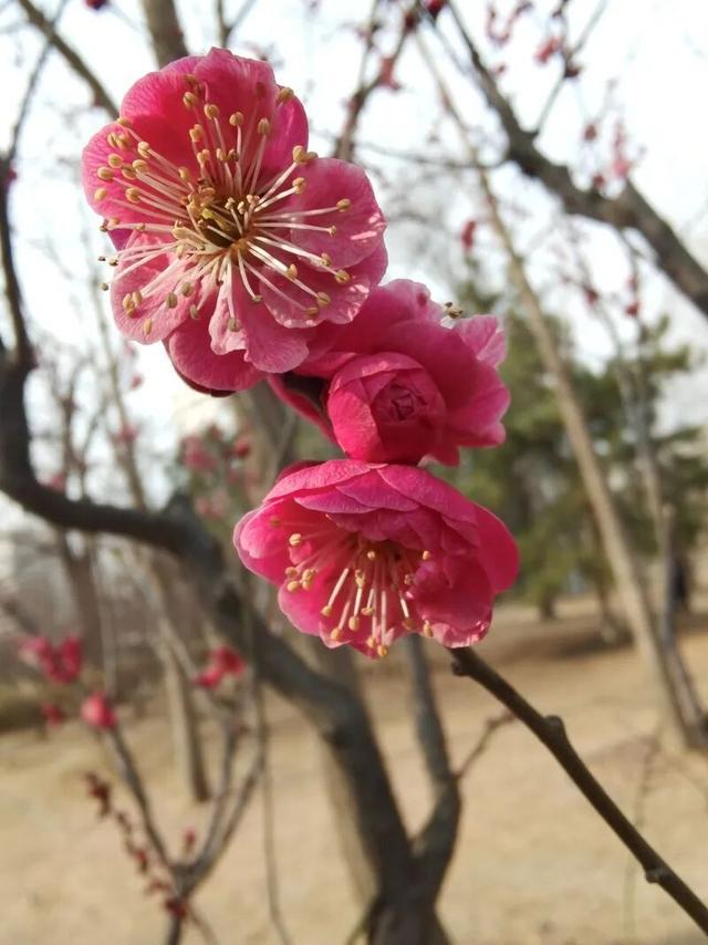 京城春早启新程｜梅香报春！北京开启早春赏花模式