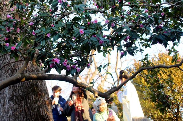 江苏苏州：古典园林沧浪亭古山茶花绽放