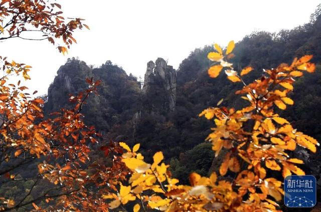 秋声渐杳 斑斓成诗