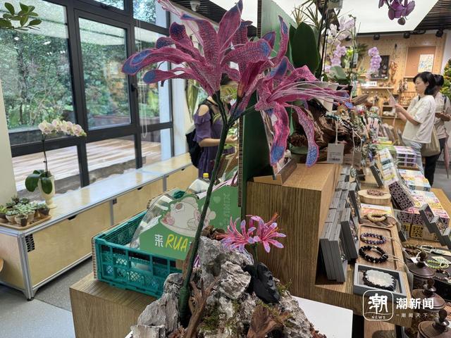 不止“彼岸花”，杭州植物园百万株石蒜花开，西湖景区还藏着不少观赏点