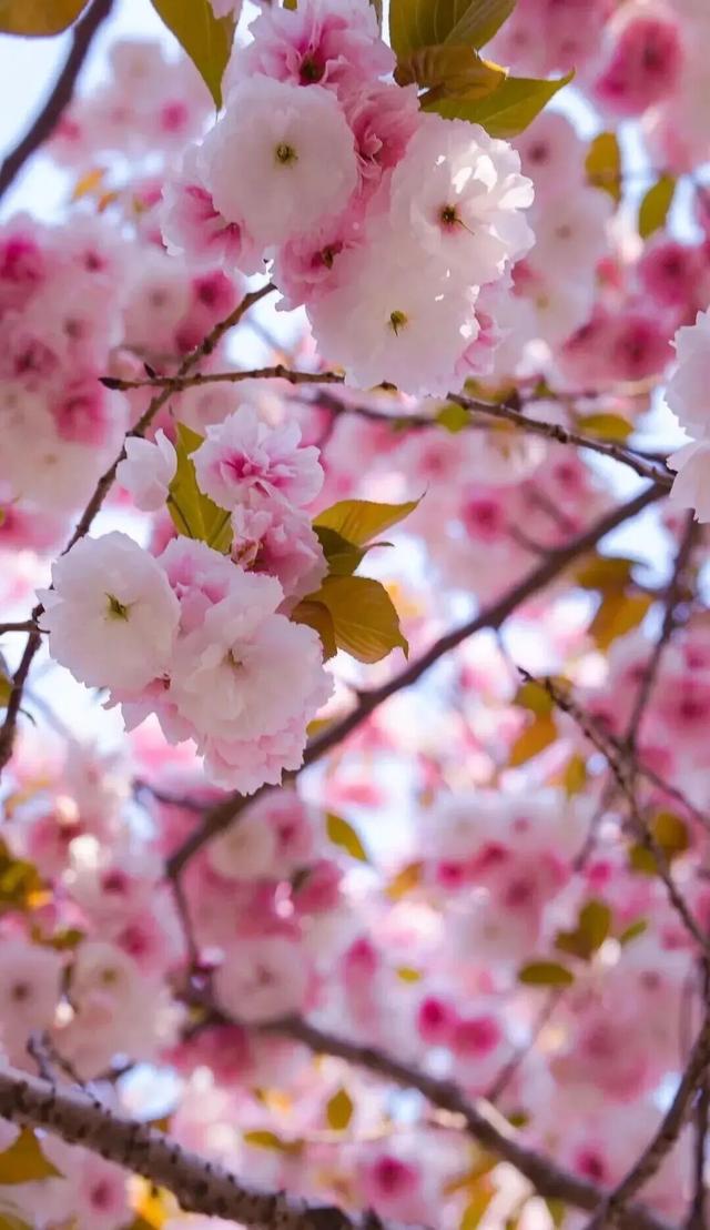 惊艳整个春天，河南樱花地图上新！