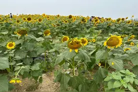 手真欠！向日葵花海被抠成“表情包”，竟还有家长现场“教学”图片