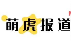 “萌虎”报道！东营黄河三角洲动物园“五胞胎”白虎宝宝征名ing图片