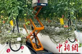 探访新疆智能温室系统：大小番茄“住”椰糠听音乐 “喝水”精确到滴图片