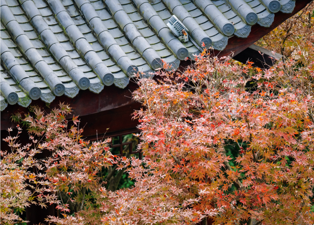 绝美！成都红枫进入最佳观赏期！线路来啦