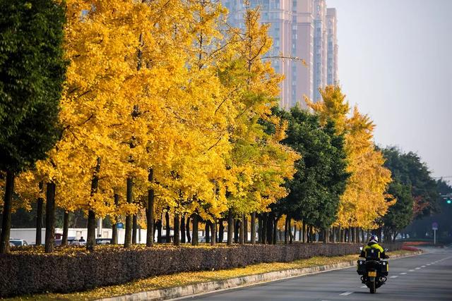 落叶缓扫，诗意长留！彭州的秋天被“绣”在了大地上
