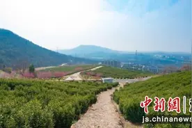 春风十里茶飘香 南京牛首山“仙阙茶”全面开采图片