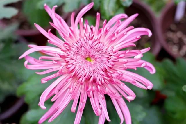 这场秋菊盛会，描绘着福建的千年风雅