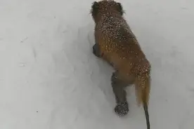 西岭雪山景区野生小熊猫尾巴受伤脱毛？林业局回应图片