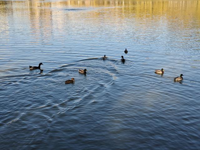 北京农展馆后湖，何以引来百鸟嬉？现场探秘——