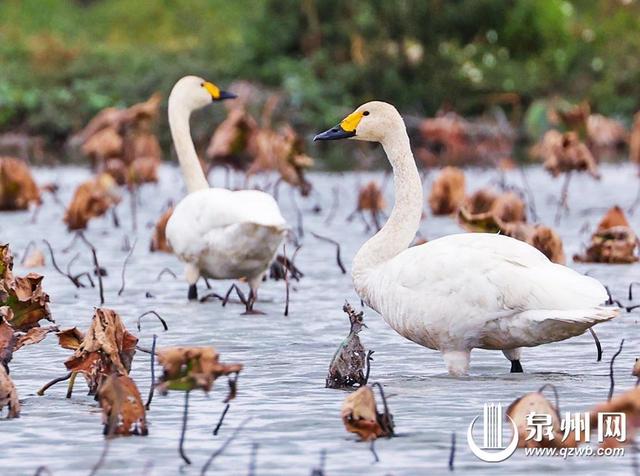 冬景缤纷似春华 来泉州赏南国冬韵图