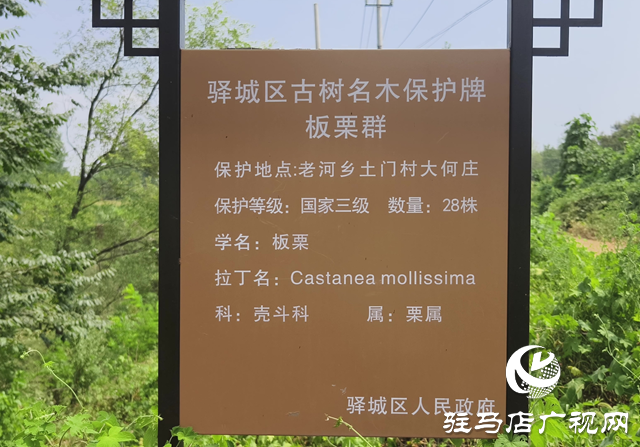 驿城区老河乡：百年古栗园 绘就生态画卷