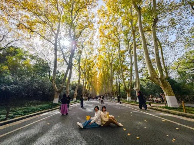 这是今天的南京梧桐大道！