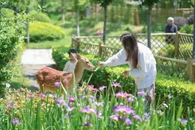 当梅花鹿遇上超美花海！周末快来金山这个“莫奈花园”打卡吧→图片