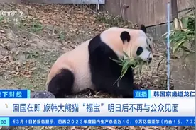 大熊猫“福宝”回国在即，韩国迎来“大熊猫热”！周边商品销售火爆图片