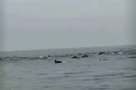 深汕海域惊现100余头海豚，渔民：好大群！图片