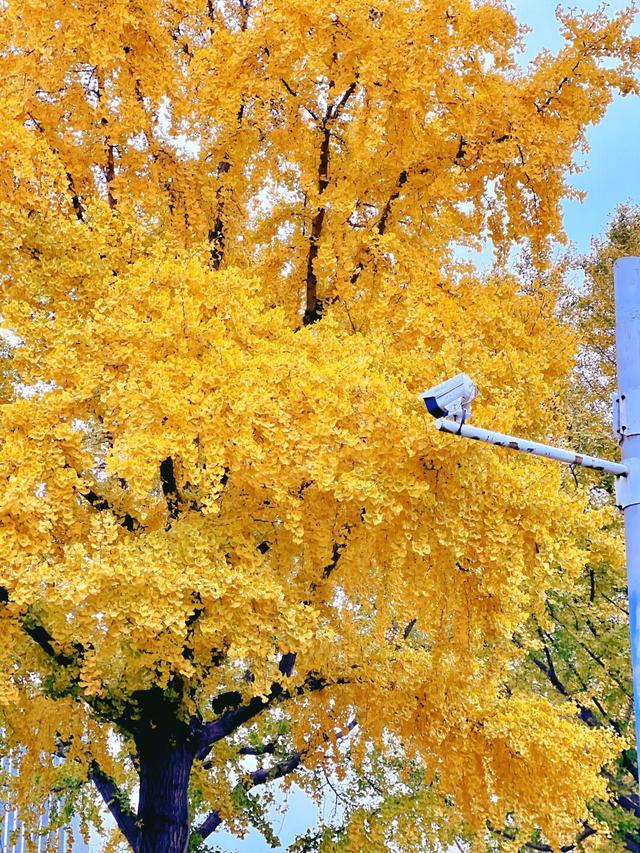 就是现在！大宁公园，美呆了！