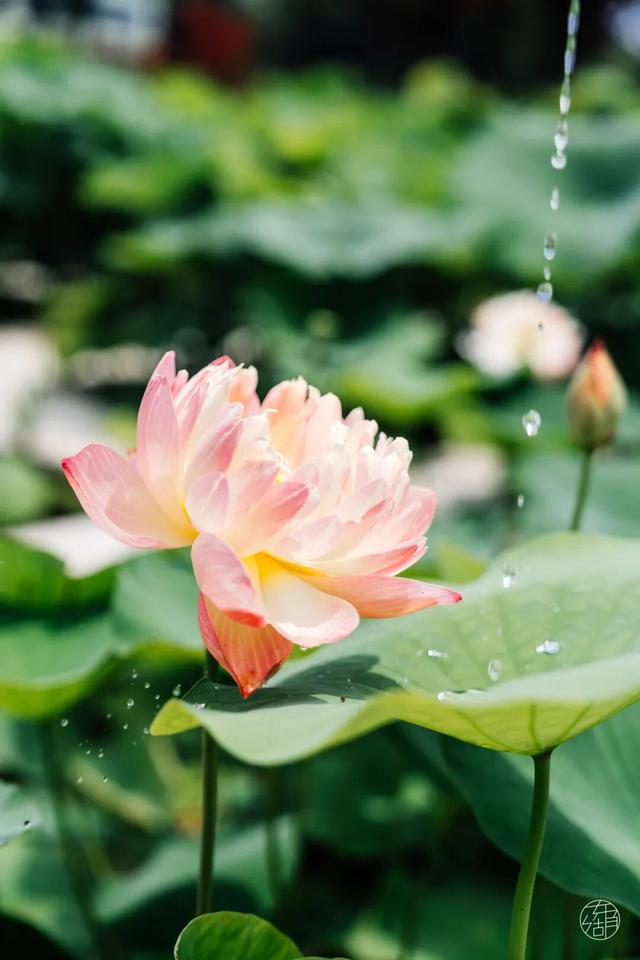 30+东湖夏日绝美壁纸，治愈一整年！