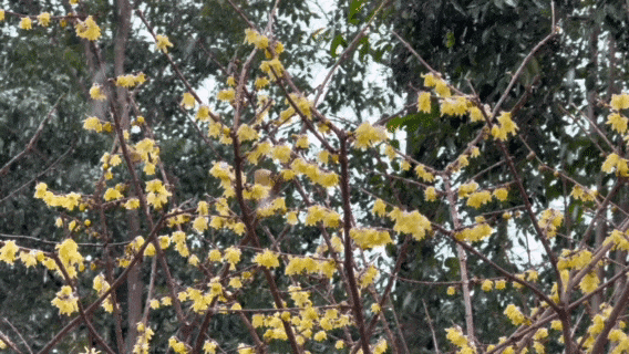 用金黄点亮季节！顾村公园蜡梅的高光时刻到了