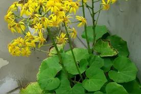 大吴风草，HOLD住秋冬两季观赏值的宝藏植物～图片