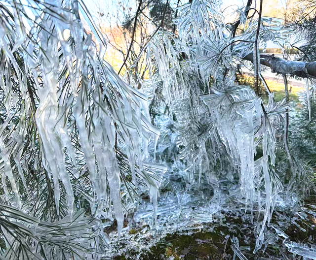 快看！昨顺义这地方惊现冰凌挂枝美景！