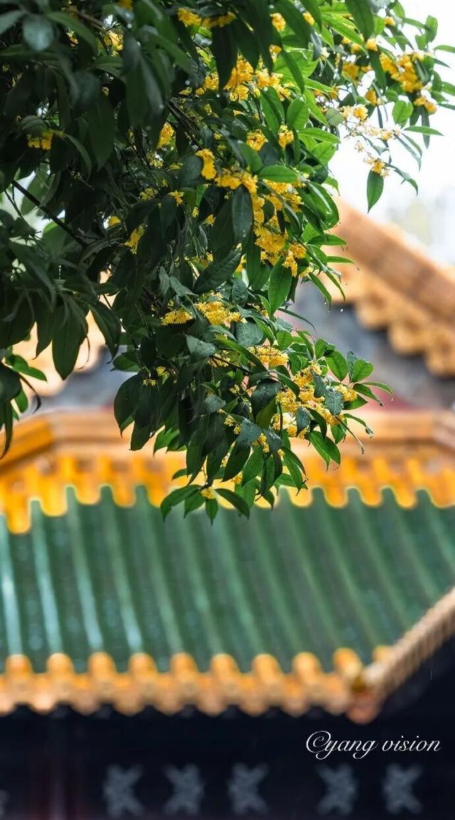 秦淮花事 | 秋日限定！在秦淮，与一场桂花雨不期而遇→