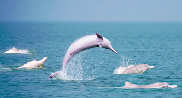 新华社携手董宇辉,走进广西的蔚蓝海岸……