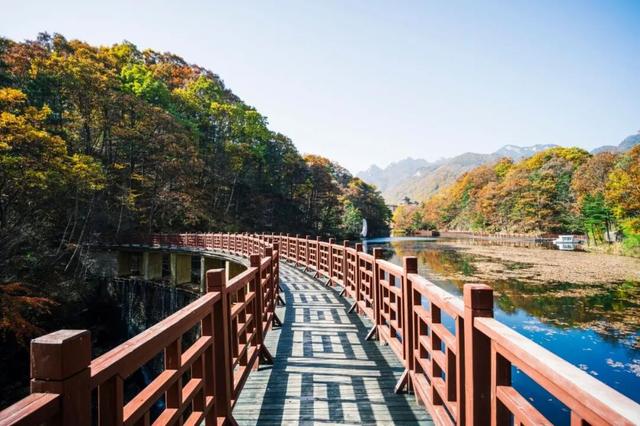 别再问了！洛阳秋色天花板，就藏在这里→