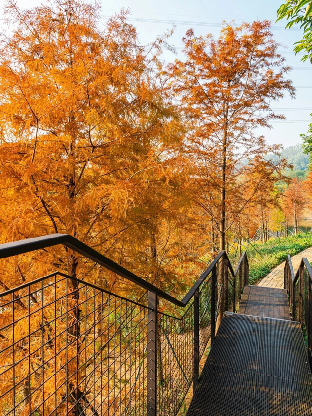 深圳落羽杉！红！了！