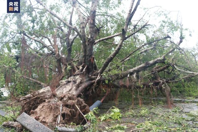 “爬树”也能修学分？这所高校的“攀树课”一课难求！