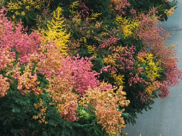 葛店这条“黄金大道”再不看就晚了！