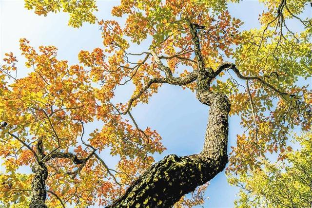 当梨园披上冬日的霜