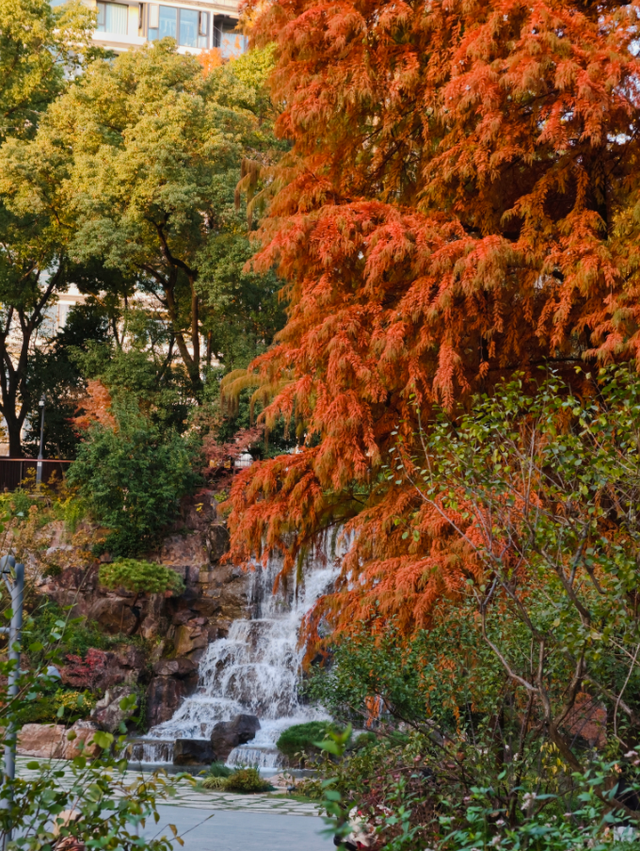 红枫+瀑布！上海市中心免费“斑斓山谷”迎来最美秋景→
