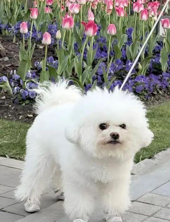 新一批宠物友好公园上线 上海踏秋遛宠增好去处