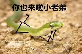 “蛇蛇”发抖！居民家中竟一连发现4条大蛇……图片