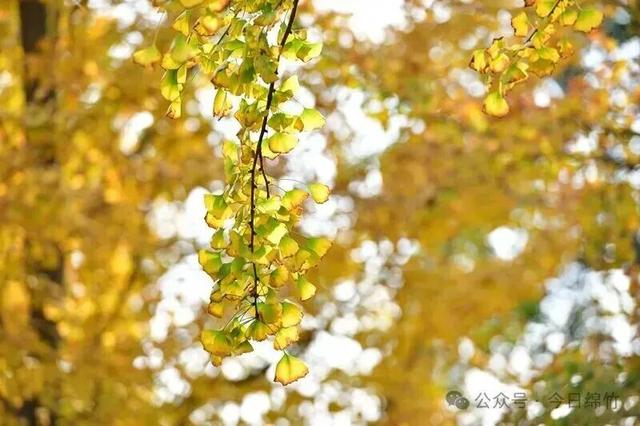 出发！来四川淘“金”