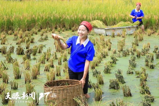和合共生的贵州生态文化｜古树、梯田、发酵美食都是见证者