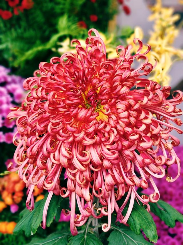 重阳紫竹院，菊香漫园