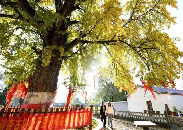 巢湖这里，即将美成巅峰！（附实拍图）