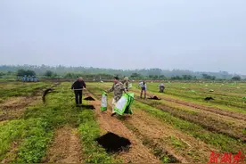 江南镇：秋播正当时 蔬菜种植忙图片