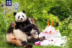 在德国出生的大熊猫双胞胎迎来4岁生日图片